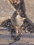 Lincolns Sparrow